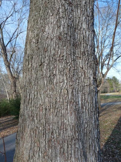 {Acer saccharinum}